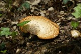 mushroom 2.JPG