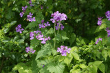 wildflowers.JPG