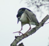 night heron3.jpg