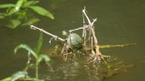 baby turtle