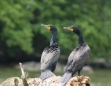 Cormorant Pair
