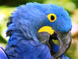 Hyacinth Macaw