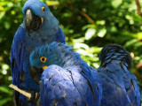 Hyacinth Macaw1.JPG