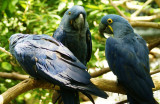 Hyacinth Macaws.JPG