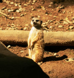 meerkat standing watch.JPG