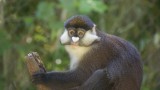 Schmidts Guenon.JPG