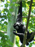 Siamang1.JPG