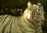 white tiger cub.JPG