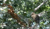 baby night heron