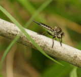 Robber Fly