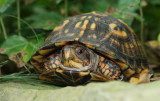 Shy Turtle1