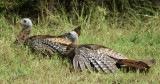 Wild Turkeys