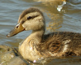 Baby duck growing up