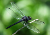 Unknown Dragonfly