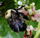 Eastern Bumblebee