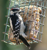 Woodpecker