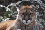 North American Cougar