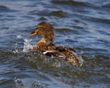 Splish Splash I am taking a bath