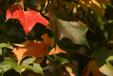 Leaves A Changing