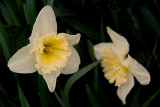 Flowers for Earl