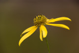Jerusalem Artichoke