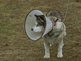 The Conehead Dog