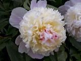Peony Popped