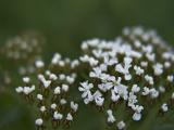 Sprinkling