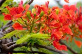 n6663 Poinciana