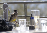 a red wattlebird joins us for lunch