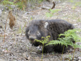 wombat near the road in nsw woke up and scared me