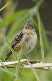 cisticola golden headed copy.jpg