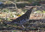 bassian thrush 2.jpg