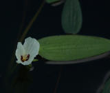 lily with dark water.jpg
