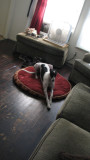 Greyhound on her bed