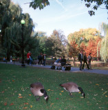 Honk, Boston Commons, Boston, MA