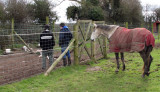 Inspecting the hounds