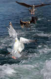 Prepare For Landing