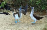 Blue-footed Boobies