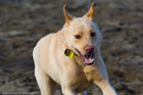 20080224_Dogs_at_Hondo-2_.jpg