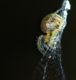 Mycket liten spindel, ungefr 2 mm stor, supermakro