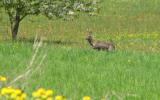 Rdjursbock vid vildvuxet fruktrd