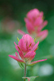 Indian Paintbrush 2