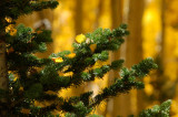 Aspens, Wasatch Mountains, UT  _BLP9731.jpg