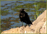 crow 2.jpg