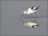 avocet 2.jpg