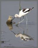 avocet 4.jpg