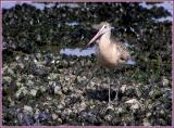 marbled godwit.jpg