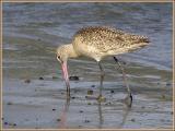 marbled godwit 3.jpg