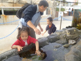 Long Beach 水族館摸海星海膽
